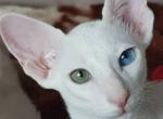 Odd eyed male - Peterbald Kitten For Sale - Springfield, MO, US