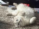 Snow - British Shorthair Cat For Sale - Astoria, NY, US