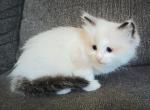 PRICE REDUCED TICA Ragdoll - Ragdoll Kitten For Sale - Troy, KS, US