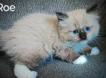 Roe Seal Mink TICA Registered Ragdoll - Ragdoll Kitten For Sale - Troy, KS, US