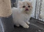 Persian Shorthair Male White and Red Kitten - Persian Kitten For Sale - New York, NY, US
