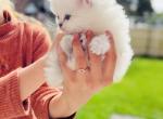 Mila - British Shorthair Kitten For Sale - WA, US