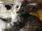 Reserved Magnolia Hazel Blue Silver Baby Girl - Maine Coon Kitten For Sale - Chipley, FL, US