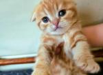 LAndon - Scottish Fold Kitten For Sale - New York, NY, US