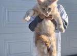 Beautiful kittens - Maine Coon Kitten For Sale - Los Angeles, CA, US
