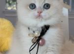 Bear - British Shorthair Kitten For Sale - CA, US