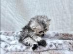 PENDING Silver Shaded Chinchilla Persian Girl - Persian Kitten For Sale - VA, US