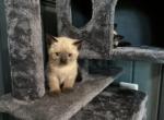 Basil & Munchkin - Siamese Kitten For Sale - McLean, VA, US