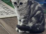 Peachy - Scottish Straight Kitten For Sale - Tampa, FL, US