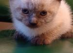 Male Seal Point Siamese Kittens - Siamese Kitten For Sale - Travelers Rest, SC, US