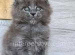 Happy House Light - Maine Coon Kitten For Sale - Brooklyn, NY, US