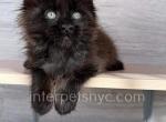 Happy House Ogonyok - Maine Coon Kitten For Sale - Brooklyn, NY, US