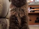 Black Smokey Maine Coon Kittens - Maine Coon Kitten For Sale - 