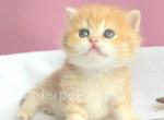 Joli - British Shorthair Kitten For Sale - Brooklyn, NY, US