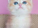 Jam - British Shorthair Kitten For Sale - Brooklyn, NY, US