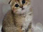 Bonya - Scottish Fold Kitten For Sale - Brooklyn, NY, US