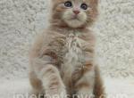 Uorry - Maine Coon Kitten For Sale - Brooklyn, NY, US