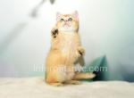 Charlote - British Shorthair Kitten For Sale - Brooklyn, NY, US