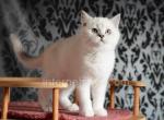 Mikki - Scottish Straight Kitten For Sale - Brooklyn, NY, US