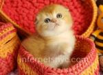 Oskar - Scottish Fold Kitten For Sale - Brooklyn, NY, US