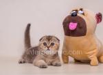 Alex - Scottish Fold Kitten For Sale - Brooklyn, NY, US