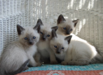 my siamese kittens - Siamese Kitten For Sale - 