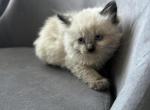 muffin - Himalayan Kitten For Sale - Mount Prospect, IL, US