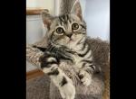 Varuca - Scottish Straight Kitten For Sale - Angier, NC, US