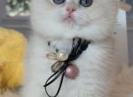 CY12 boy - British Shorthair Kitten For Sale - Fontana, CA, US