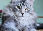 Timofey - Maine Coon Kitten For Sale - Brooklyn, NY, US