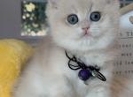 Lilac shaded boy - British Shorthair Kitten For Sale - Fontana, CA, US