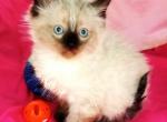 Sealpoint Himalayan Girl - Himalayan Kitten For Sale - Walterboro, SC, US