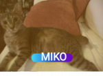 Manx Tortie Tabby Female - Manx Cat For Adoption - 