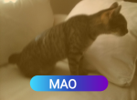 Manx Tabby Female - Manx Cat For Adoption - 
