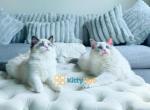 Lucky - Ragdoll Kitten For Sale - Virginia Beach, VA, US