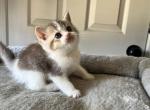 little - British Shorthair Kitten For Sale - Rancho Cucamonga, CA, US