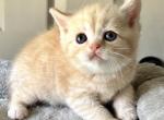 Super - British Shorthair Kitten For Sale - Rancho Cucamonga, CA, US