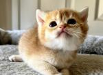 golden cute - British Shorthair Kitten For Sale - 