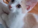 Bodhi - Munchkin Kitten For Sale - Miami, FL, US