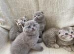 Scottish Fold & British Shorthair Kittens - Scottish Fold Kitten For Sale - 