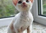 Maxwell - Devon Rex Kitten For Sale - Los Angeles, CA, US