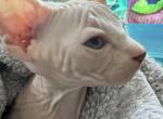 Sunshine - Sphynx Kitten For Sale - PA, US