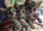 Male and Female Bengal Kittens - Bengal Kitten For Sale - Naples, FL, US