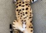 Mars - Bengal Cat For Sale - 