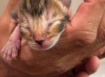 Toyger kittens - Toyger Kitten For Sale - Georgetown, TX, US