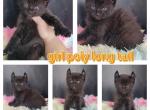 Females - Highlander Kitten For Sale - Monroe, MI, US