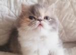 Calico - Persian Kitten For Sale - 