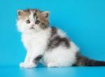 Watson Scottish Straight male black tabby harlequ - Scottish Straight Kitten For Sale - 