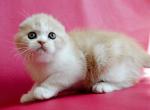 Multik Scottish Fold male red silver tabby bicolo - Scottish Fold Kitten For Sale - 