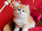 David British Longhair male black golden chinchil - British Shorthair Kitten For Sale - 